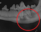 dead and abscessed tooth