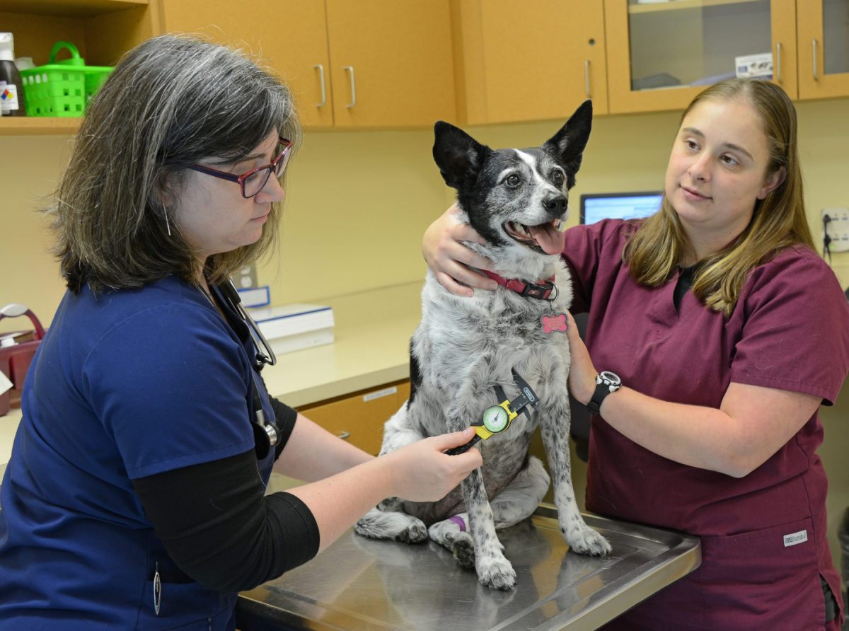 Cancer Detection and Treatment | Upstate Vet Advanced Petcare