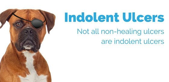 Indolent Ulcers in Dogs - Upstate Vet Ophthalmology