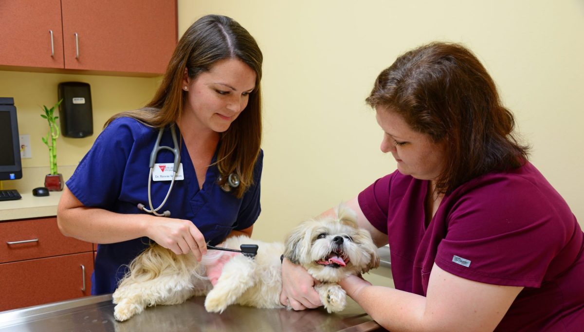 Neurology in Pets | Upstate Vet Specialty Veterinary Care