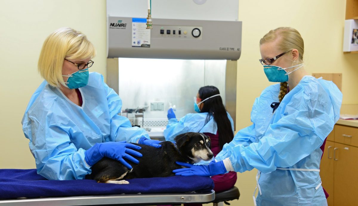 Lymphoma in Pets | Upstate Vet Specialty Veterinary Services