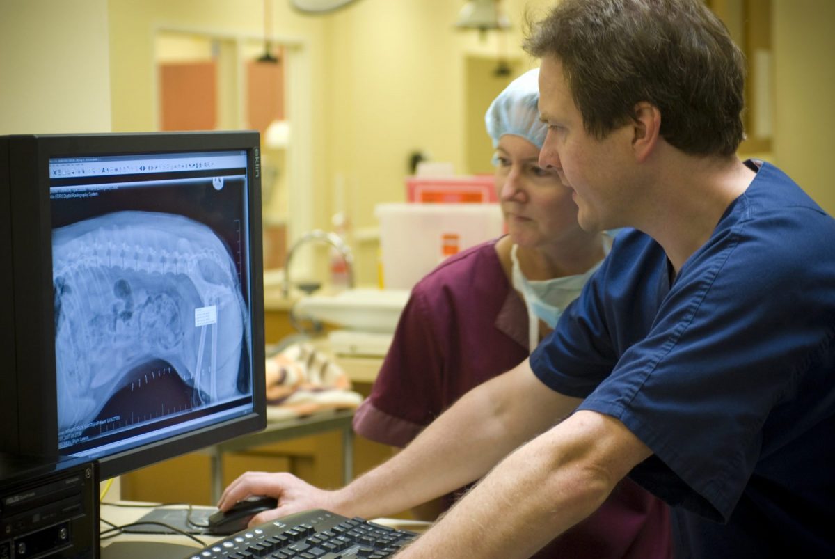 Digital Radiology | Upstate Vet Emergency + Specialty Petcare