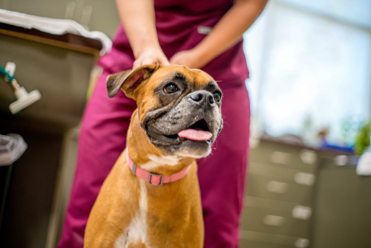 Mast Cell Tumor Dog Ear