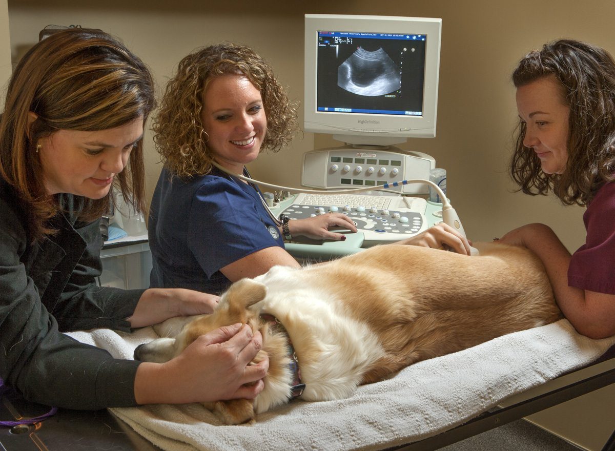 are dogs sedated for ultrasounds