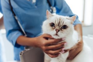 Common eye problems in cats