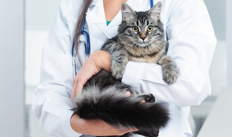 Medical and Radiation Oncology Services for Pet Cancer Treatment